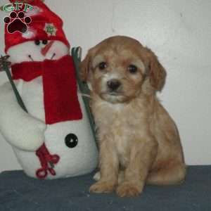 Zeke, Cavalier King Charles Mix Puppy